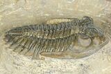 Detailed Hollardops Trilobite - Foum Zguid, Morocco #363115-2